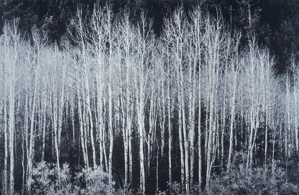 Black and white photograph of some aspen trees in 1937.