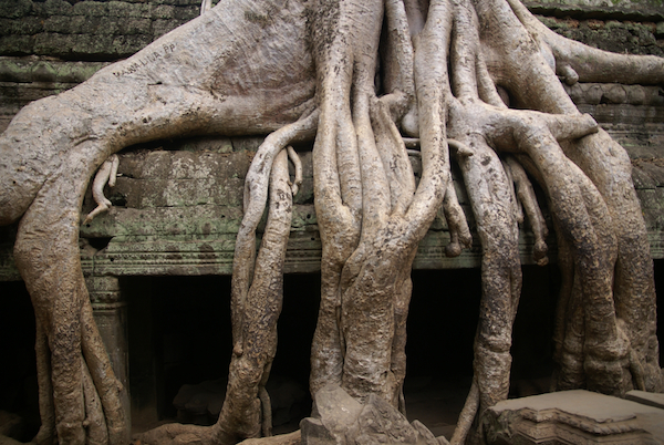 Image of roots from a tree growing through ancient bricks and tiles.