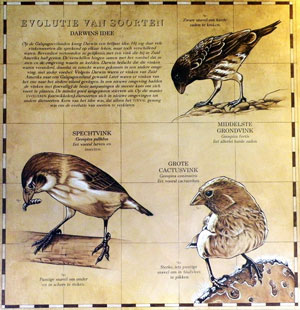 Photo of Darwin's drawings of finches.