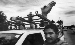 Photo of a man with a pickup truck, the trunk of which is full of standing camels.
