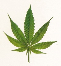 Photo of a cannabis leaf.
