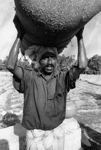 Photo taken by Brandes of a man carrying a huge round mass of dirt over his head.