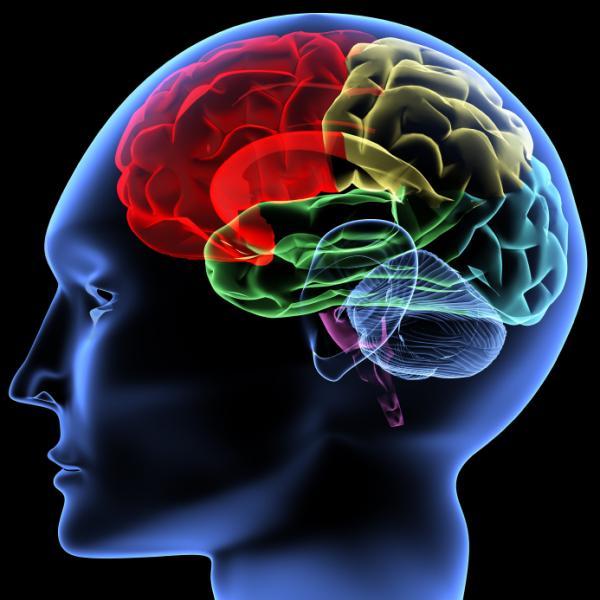 Digital Image of the human brain