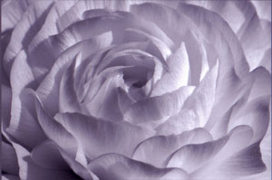 Close photo of a rose.