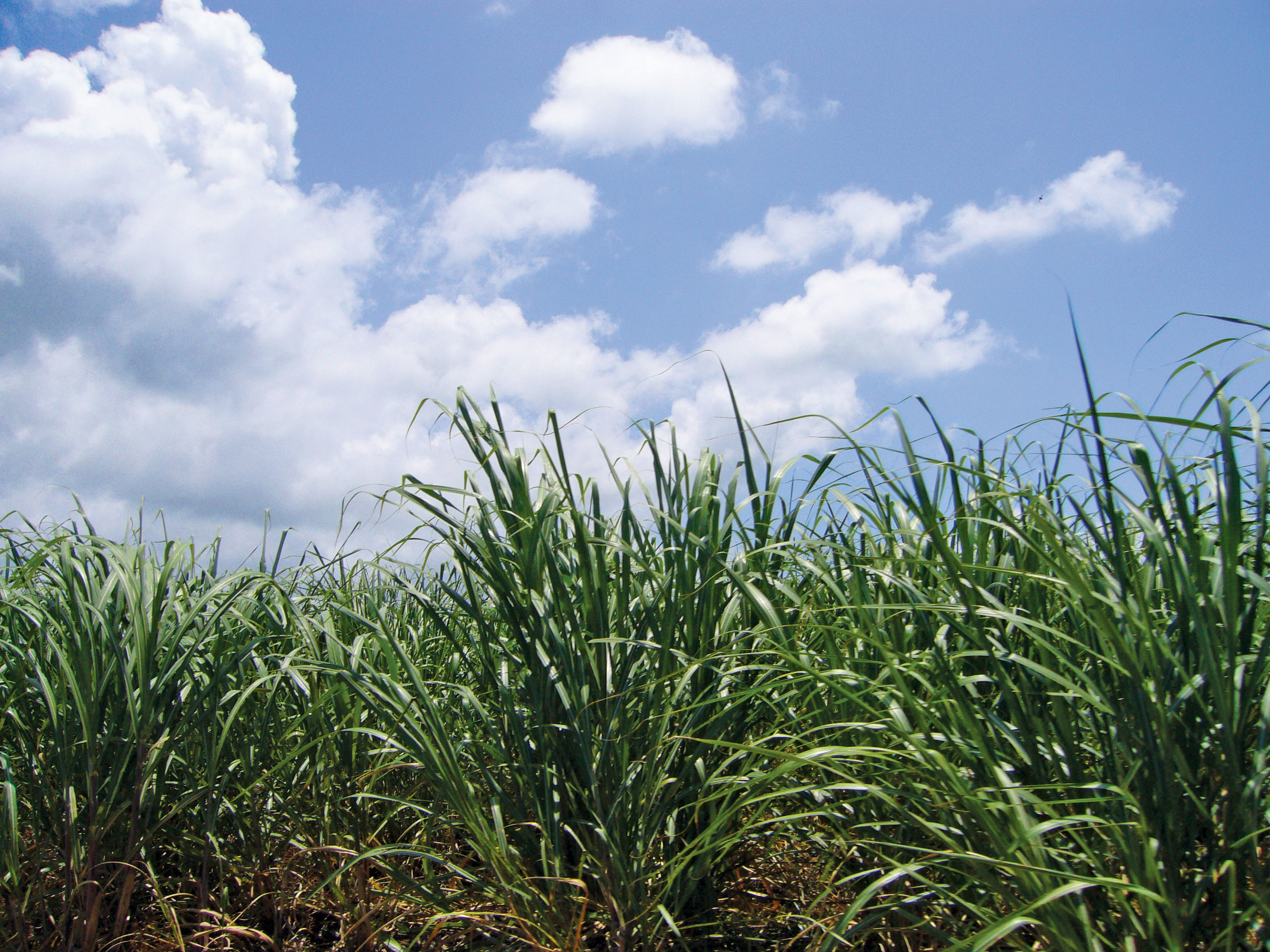 image of sugarcane