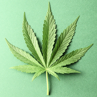 Cannabis Leaf