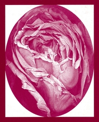 Photo of a rose in an oval frame circumscribed by a rectangular frame.