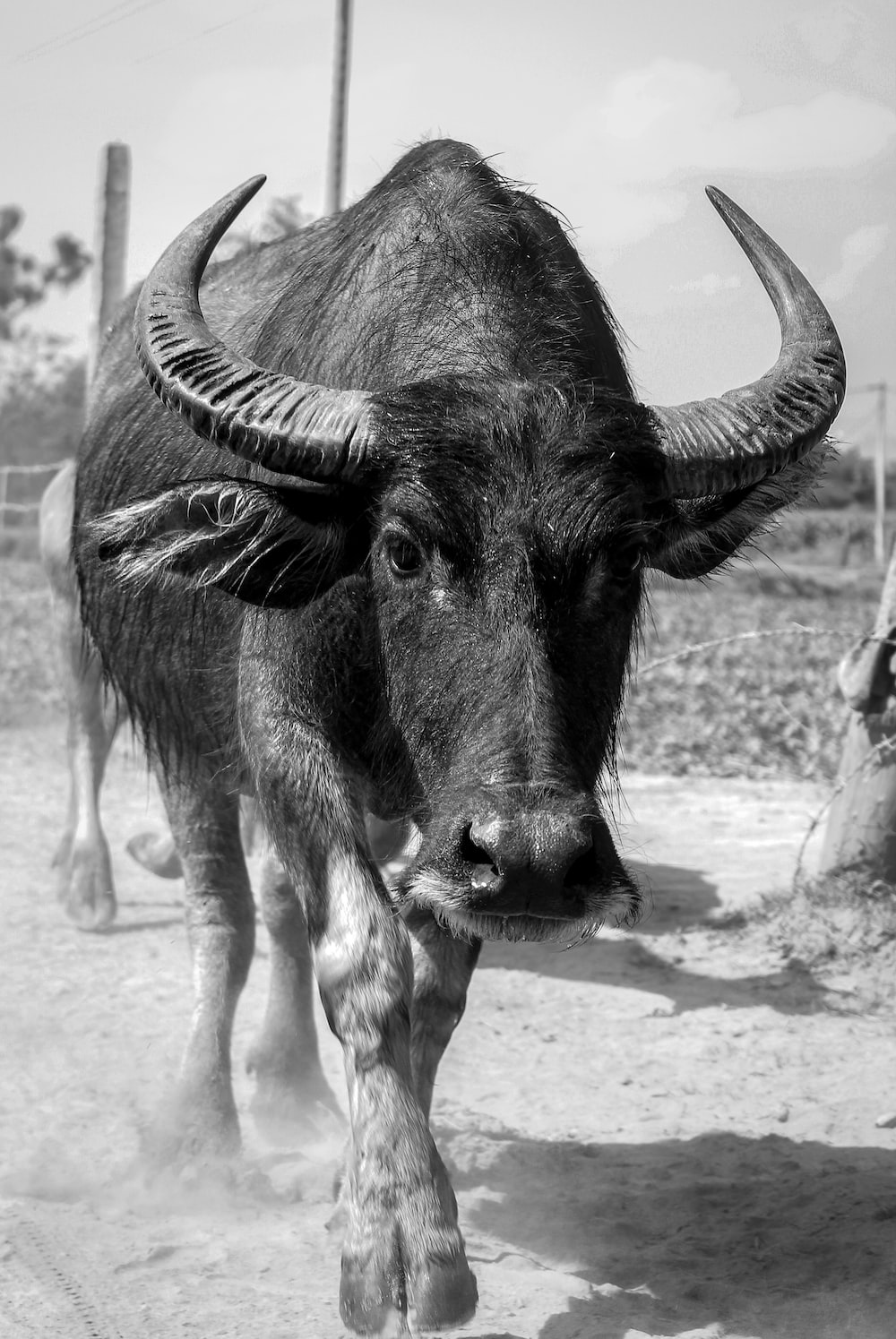 Black & White Water Buffalo Image